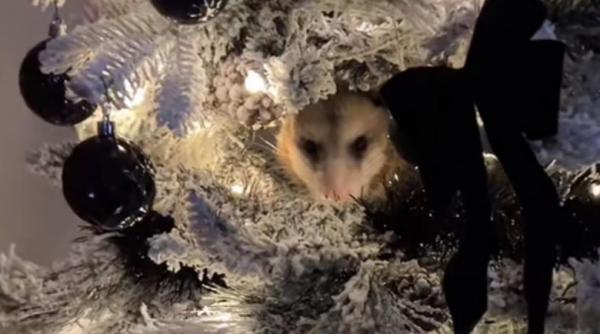 ce a descoperit o femeie in pomul de craciun animalul era ascuns printre ramuri