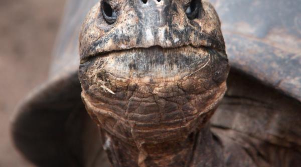cel mai batran animal care traieste pe uscat a implinit 191 de ani