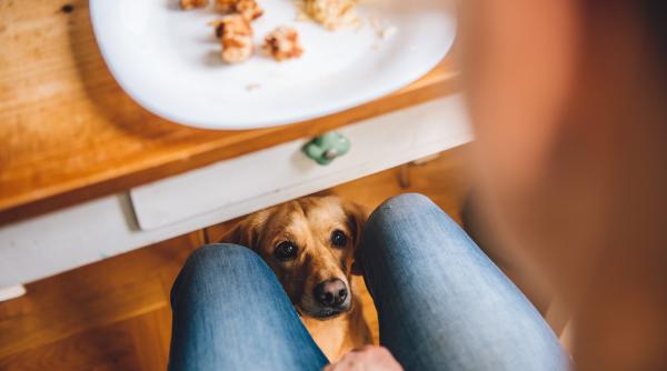 de ce sa nu i dai cainelui sa manance sarmale nici macar o data n an de pofta
