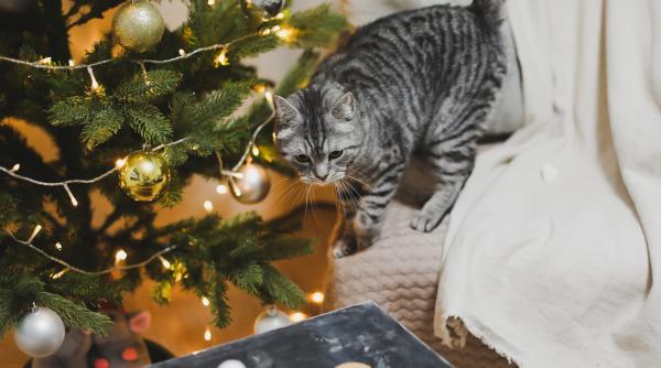 condimentul care tine pisica departe de bradul de craciun