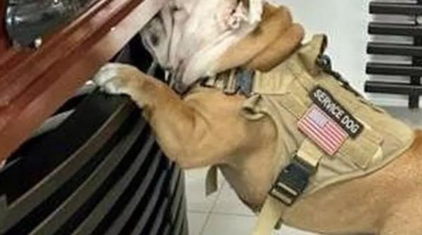 prietenie dincolo de moarte ce a facut un caine la funeraliile stapanului sau a emotionat internautii pana la lacrimi