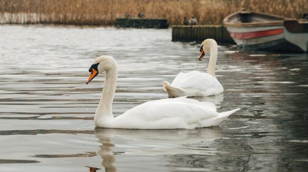 gripa aviara in tulcea peste 20 de lebede au fost gasite moarte pe lacul obretinul mic