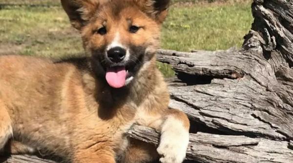 o femeie a adoptat un caine dupa ce a fost scapat de un vultur in curtea ei ce a descoperit la scurt timp