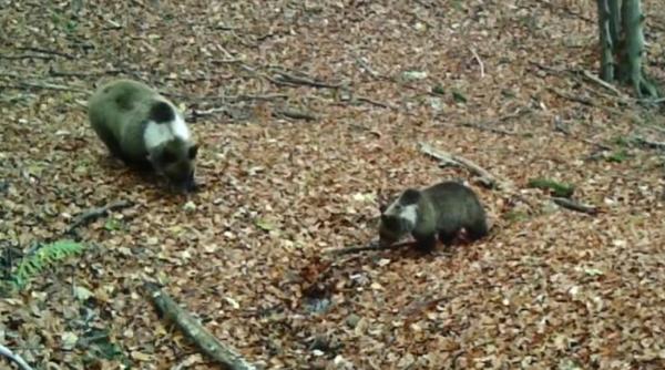 animal rar surprins in romania e pentru prima data cand observam astfel de exemplare