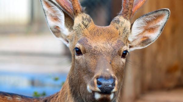 de ce isi schimba renii culoarea ochilor iarna