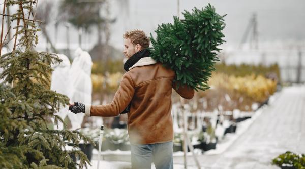 brazi de craciun scosi la vanzare contaminati cu pesticide unde s au descoperit nereguli