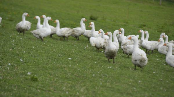 unde se afla singura inchisoare pazita de gaste sunt mai bune decat cainii