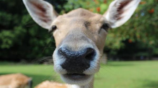 caprioarele zombie baga in sperieti oamenii de stiinta americani boala e un dezastru lent
