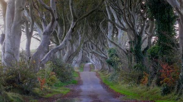 copacii celebri din serialul game of thrones sunt in pericol un activist de mediu avertizeaza cu disparitia copacilor video