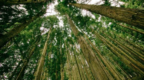 ce cadou i a adus mos craciun lui valcu dezbatere ecologica privind bumbacul bio si defrisarea padurilor tropicale