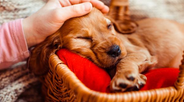 de ce dorm cainii atat de mult afla cand e cazul sa te ingrijorezi