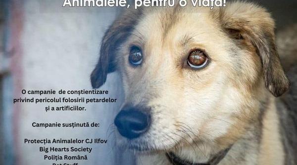 hubert thuma apel pentru noaptea de revelion