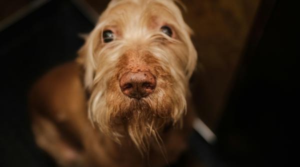 ce poti face daca ti ai pierdut animalul de companie in noaptea de revelion recomandarile aspa