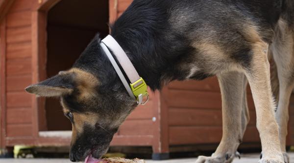 putem da cainelui din sarmalele ramase de la sarbatori