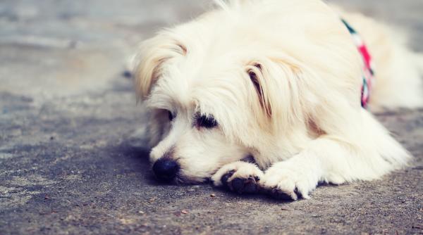 ce faci daca ai gasit un caine sau l ai pierdut pe al tau la cine apelezi pasii vitali