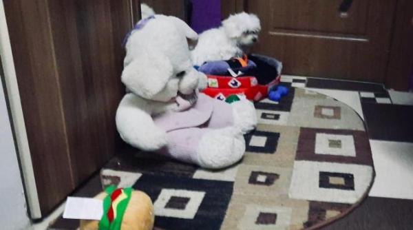 reactia surprinzatoare a unui catel cand aude petardele si artificiile video