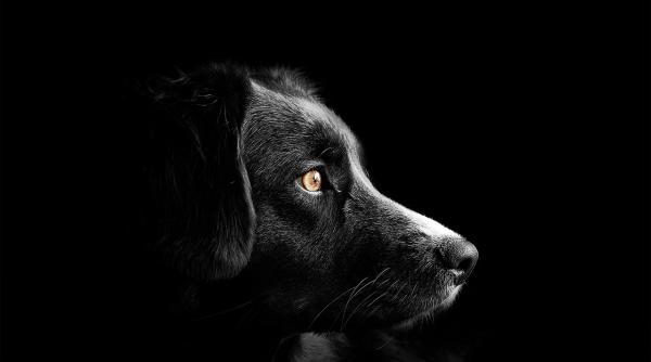 sute de caini si pisici au disparut dupa artificiile de revelion sfaturile specialistilor pentru stapani am vazut animale care au murit de spaima