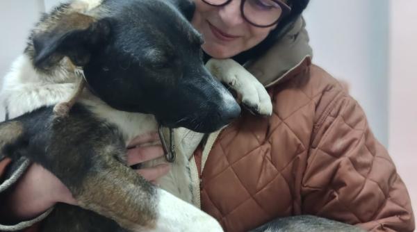 aspa reia campania de microcipare si sterilizare gratuita a cainilor de rasa comuna cu stapan din bucuresti