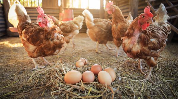 oamenii pot intelege cotcodacitul gainilor ce au descoperit cercetatorii