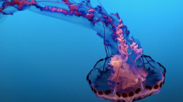 tratamentele anti imbatranire disponibile in deceniul urmator cheia se afla la elefanti si la meduzele nemuritoare care isi pot repara adn ul