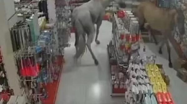 haos si panica dupa ce doi cai au intrat intr o farmacie imaginile au devenit virale