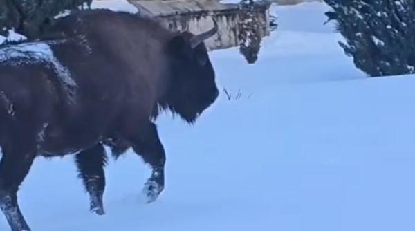 aparitie surpriza la o cunoscuta manastire din romania un pelerin neobisnuit a intrat pe poarta lacasului de cult video