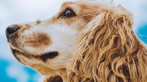 carnea de caine subiect controversat in coreea de sud dupa interdictia consumului cine mai prefera aceste preparate