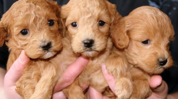 si a dat casa in chirie si dupa 3 zile a gasit o distrusa de o vanzatoare de caini pretul unui catel 1 500 lire