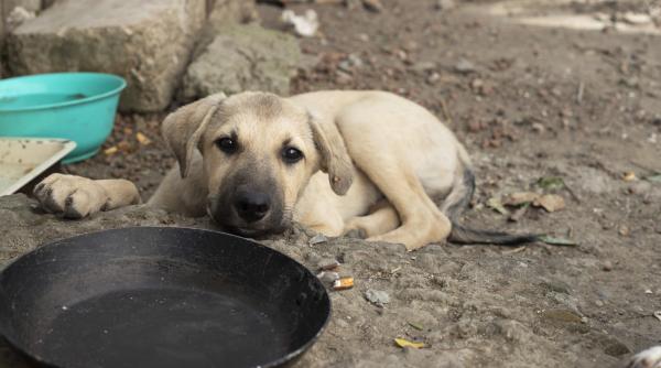 sterilizari gratuite in magurele timp de o luna