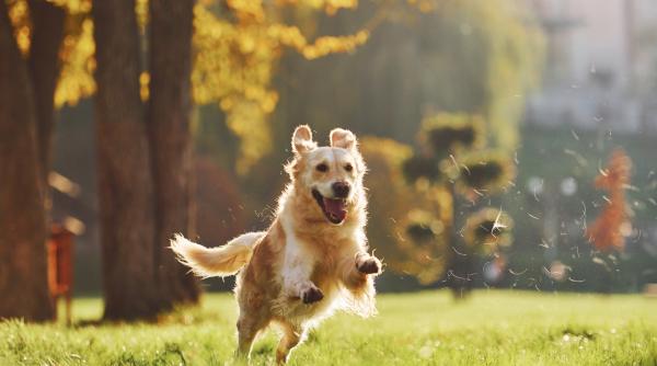 de ce gafaie cainii afla tot ce trebuie sa stii