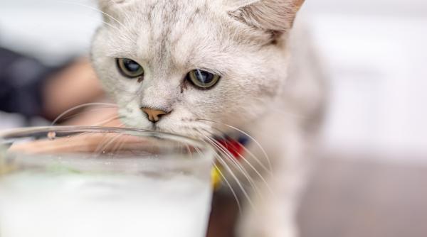 ce inseamna cand pisica bea mai multa apa decat de obicei