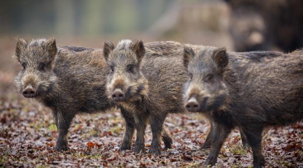 efectivele de porci mistreti reduse cu pana la 90prc din cauza pestei porcine africane