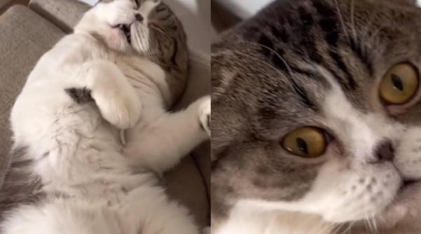 zici ca i om un clip haios cu o pisicuta care doarme bustean si sforaie zgomotos a strans peste 50 de milioane de vizualizari video