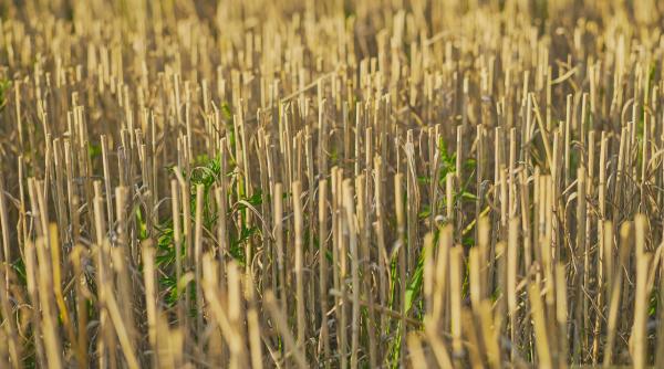 ancheta la ministerul agriculturii se verifica acordarea subventiilor pentru recoltarea stufului si austria franta lituania sau suedia ofera aceste fonduri