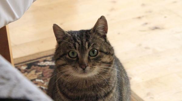 cat timp pot rezista pisicile fara mancare si cand ar trebui sa iti faci griji