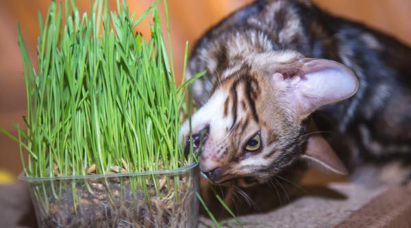 ce este catnip catusnica sau iarba matei si de ce nu toate pisicile sunt atrase de ea