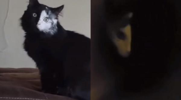 o pisica cu blana jumatate neagra jumatate alba i a ingrozit pe internauti cum arata pe intuneric