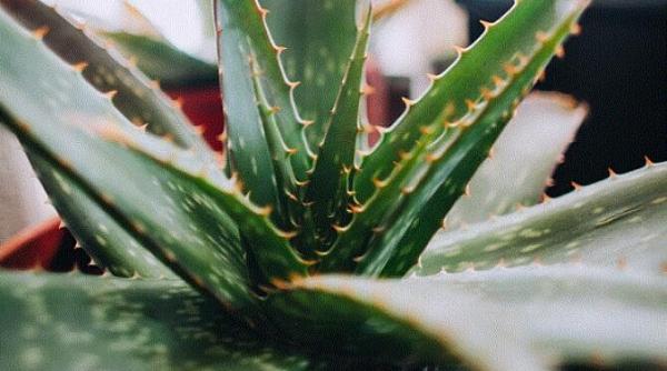 top proprietati aloe vera pentru sanatate