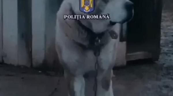 campionat ilegal de lupte de caini in republica moldova politia romana a efectuat 23 de perchezitii in mai multe judete foto