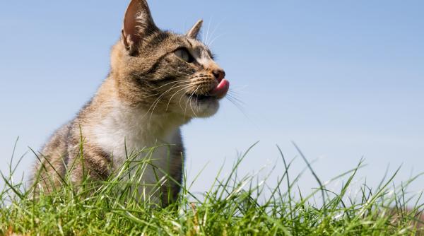 de ce mananca pisicile iarba si cat de sigura e pentru ele