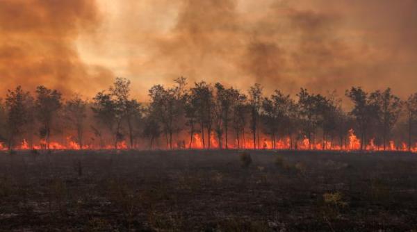 columbia se pregateste sa declare stare de dezastru natural din cauza incendiilor de vegetatie