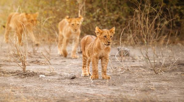pui de leu filmat intr un bentley decapotabil in thailanda trei persoane au ajuns in atentia autoritatilor
