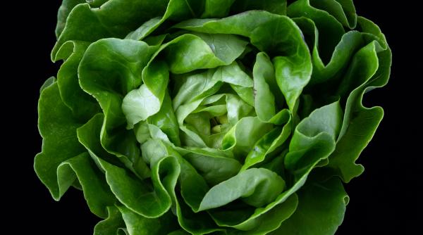 salata cultivata pe statia spatiala internationala nu este atat de sanatoasa pe cat s a crezut