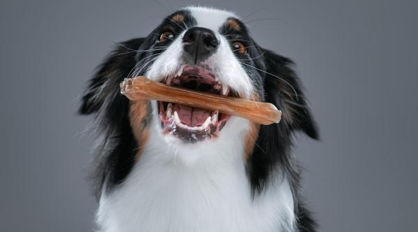 de ce n ar trebui sa ti hranesti cainele cu oase