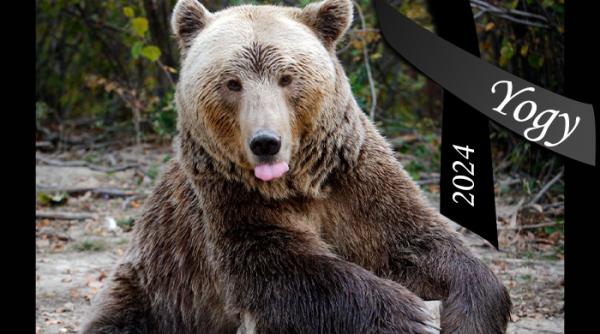 a murit yogy cel mai in varsta urs brun din romania