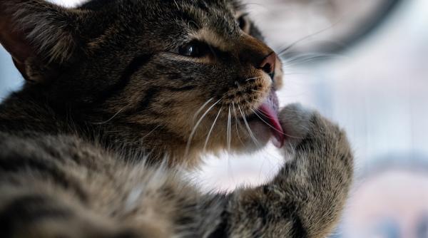 de ce miauna pisicile 5 mesaje pe care incearca sa le transmita