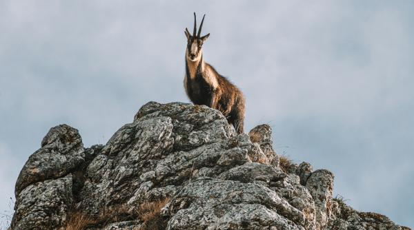 imaginile iernii cu un ciopor de capre negre pe crestele inzapezite ale muntilor retezat video