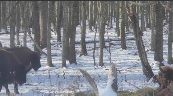 imagini rare cu zimbri si caprioare surprinse intr o padure a parcului natural vanatori neamt video in articol
