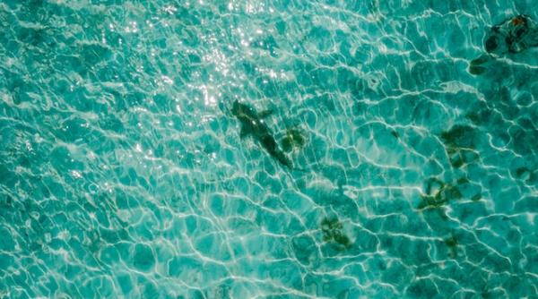 caine de mare filmat in portul constanta seamana cu un rechin