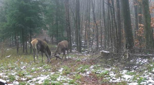imagini inedite cu cerbi care isi masoara fortele intr o padure din parcul national semenic video